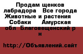 Продам щенков лабрадора - Все города Животные и растения » Собаки   . Амурская обл.,Благовещенский р-н